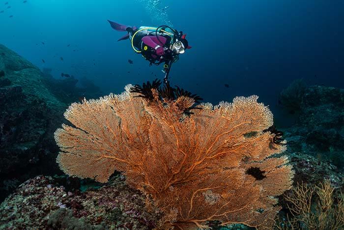 ดำน้ำชมปะการังที่อุดมสมบูณ์ของหมู่เกาะสิมิลัน