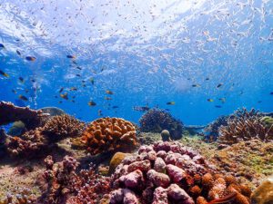 ทัวร์หมู่เกาะสุรินทร์ 1 วัน กับ Seastar