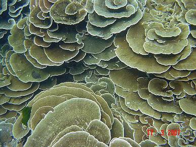 ปะการังผิวเกล็ดน้ำแข็ง 