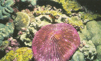 ปะการังดอกเห็ด