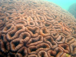 ปะการังถ้วยสมอง