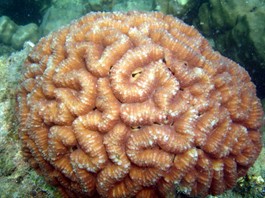 ปะการังสมองใหญ่